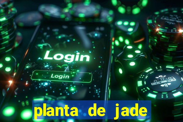 planta de jade significado espiritual